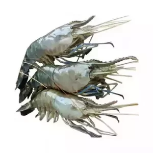 Golda Chingri (Shrimp) 15-18 pcs ±30 gm 500 gm