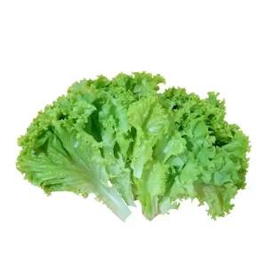 Lettuce Leaves ± 10 gm 100 gm
