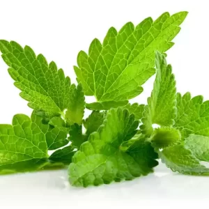 Pudina Pata (Mint Leaves) ± 10 gm 100 gm