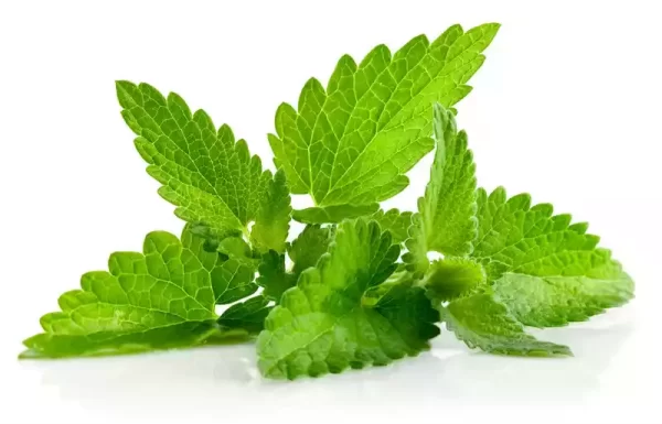 Pudina Pata (Mint Leaves) ± 10 gm 100 gm